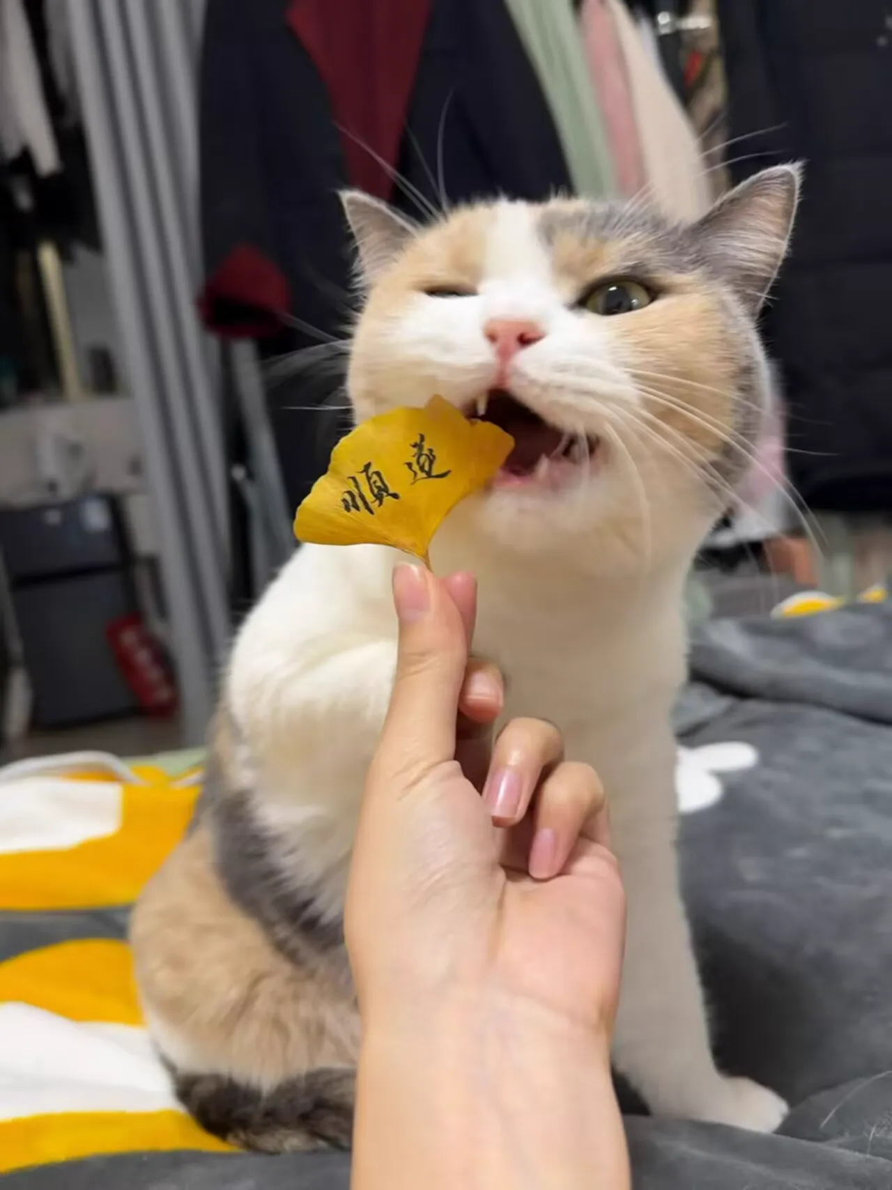 正在吃零食的三花猫