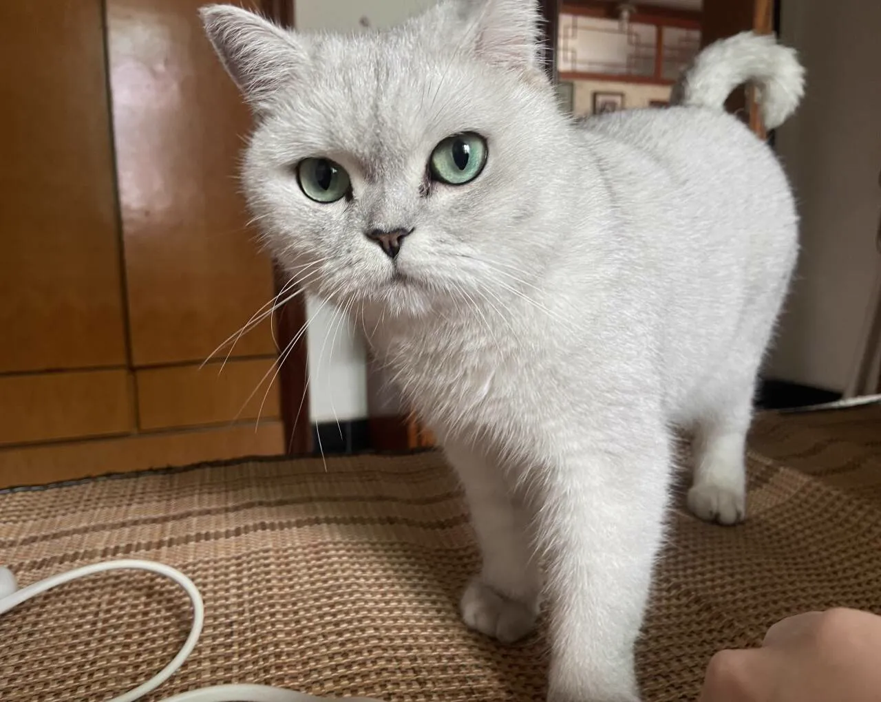 站在席子上的银白色猫咪
